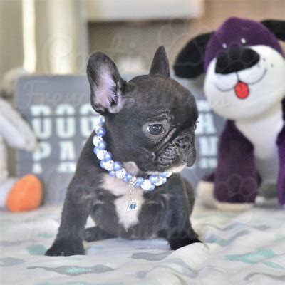 We train the puppy and coach you on how to communicate with each other. View Ad: French Bulldog Puppy for Sale near Florida, FORT LAUDERDALE, USA. ADN-60799