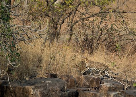 5 Great Wildlife Photographers In India Whose Work You Must Follow