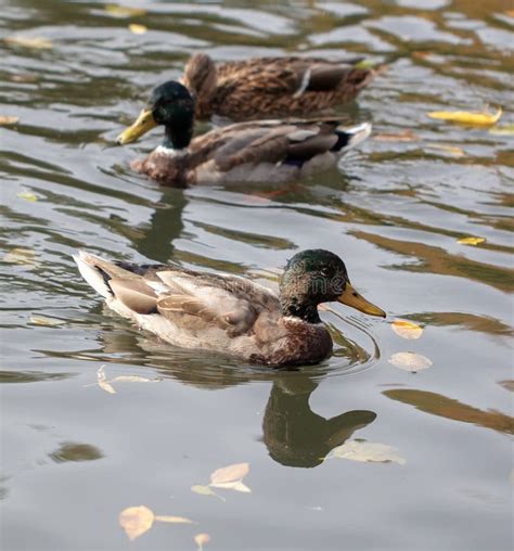 Two Ducks Swimming In The Pond In Autumn Stock Image Image Of Male
