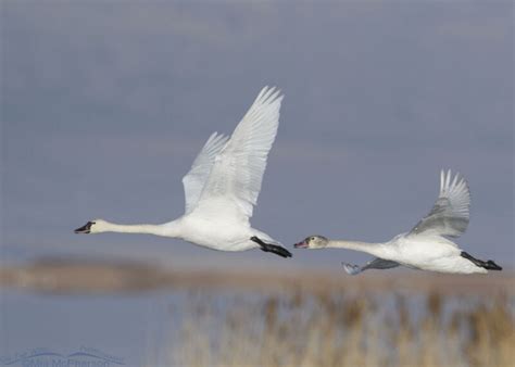 Tundra Swans Mia Mcphersons On The Wing Photography