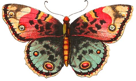 Butterfly Illustration Vintage Butterfly Clip Art Vintage