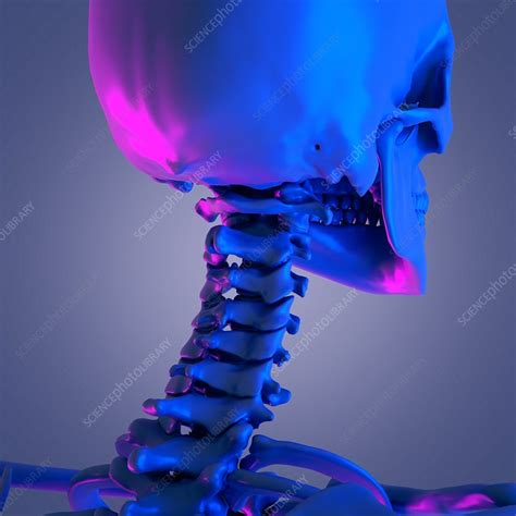 Cervical Spine Illustration Stock Image F0268915 Science Photo