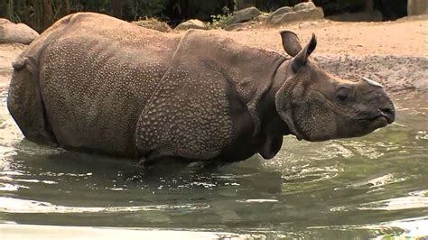 Indian Rhino Baby Update Cincinnati Zoo Youtube