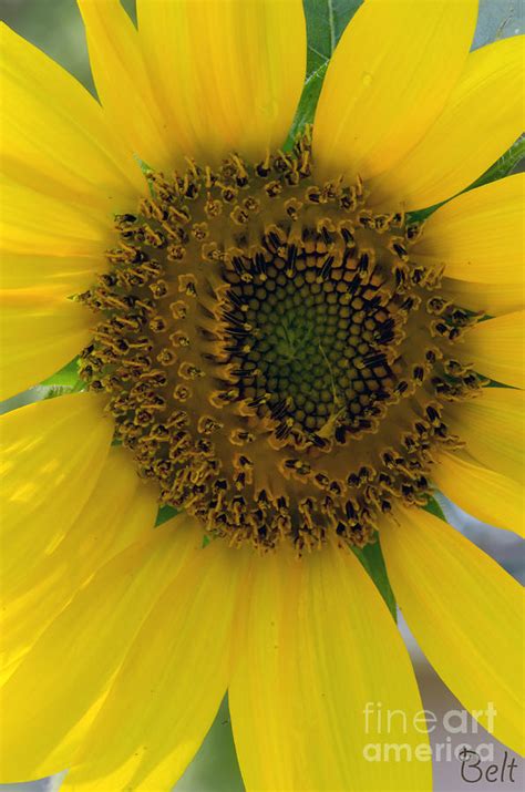 Sunflower Sunburst Photograph By Christine Belt Fine Art America