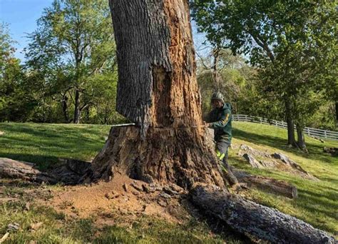 What Factors Affect Tree Removal Cost Timber Works Tree Care