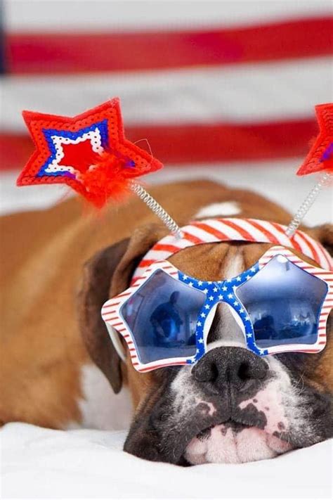 13 Simple Ways To Keep Your Pets Safe On 4th Of July House That Barks