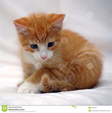 Cute Ginger Kitten With Blue Eyes Stock Image Image Of