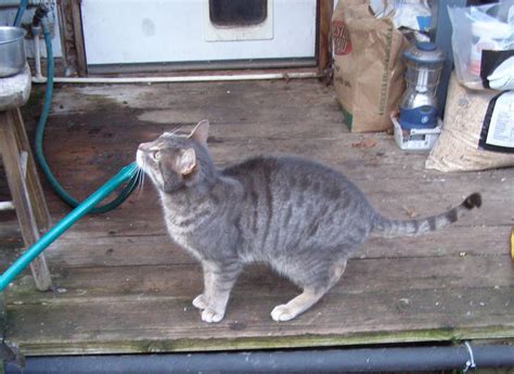 Thousand Flower Farm Gypsy Cat