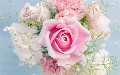 Wallpaper pink buds pink carnation flowers cute tender. Roses Screensaver Wallpaper (45+ images)