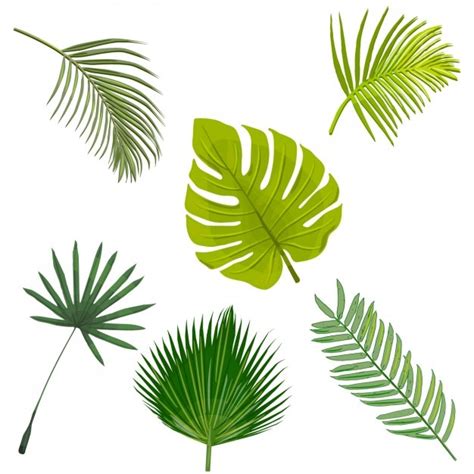 Colección De Hojas De Palmera Vector Gratis