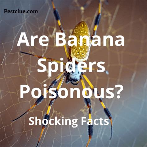 Are Banana Spiders Poisonous Banana Spider Behavior Pestclue