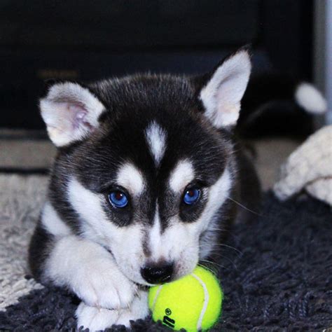 Siberian Husky With Tennis Ball ~ Dogperday ~ Cute Puppy Pictures Dog