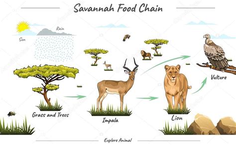 Ilustración vectorial de la cadena alimenticia fauna simple de la