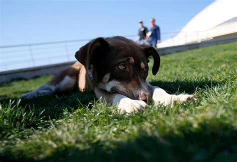Sochi Dogged By Canine Issues Olympic Athletes Try To Help The