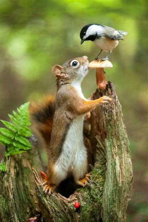 Imágenes De Animales Tiernos Salvajes Y Bonitos