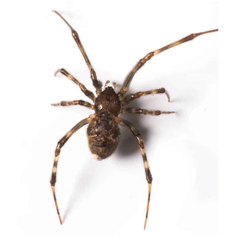 Domestic House Spider Terminex Pest Control