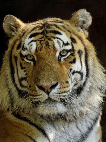 Siberian Tiger Male Portrait Iucn Red List Of Endangered Species