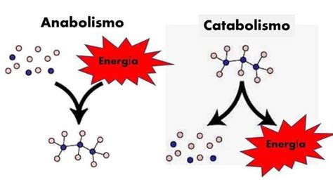 Metabolismo Anabolismo Y Catabolismo