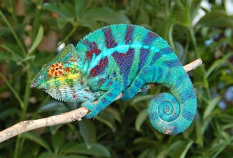 Before you search for puppies for sale, consider adopting a puppy! panther chameleon for sale online | Chameleons for sale ...