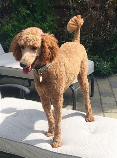 26 Standard Poodle Cut Hairstyle Hairstyle Catalog