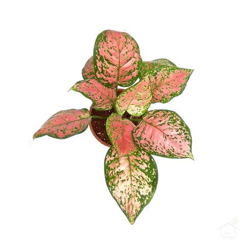 Aglaonema Pink Anyamanee Best Indoor Plants Online In India