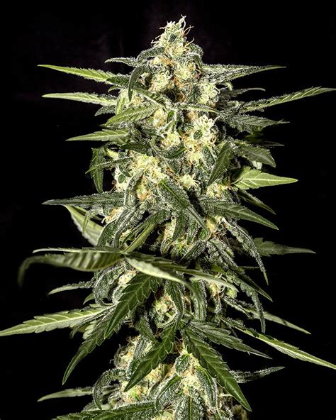 Buy Jack Herer Auto Feminised Seeds From Greenhouse Seed