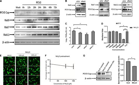 Frontiers Porcine Circovirus Type Enters Into Pk Cells Through