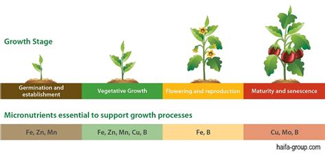 Peranan Makronutrien Dan Mikronutrien Bagi Tumbuhan Biologizone