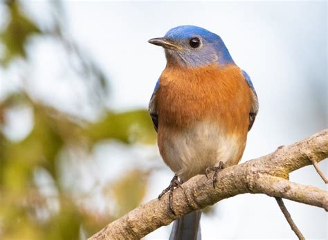 3 Types Of Bluebirds And How To Welcome Them Into Your Garden