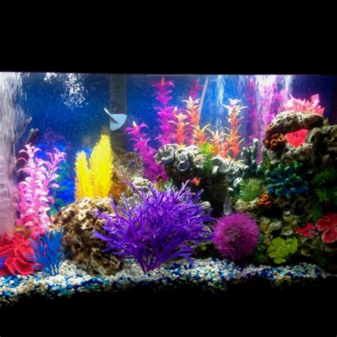 Our Brightly Colored Freshwater Tank Parrot Fish Aquarium Fish