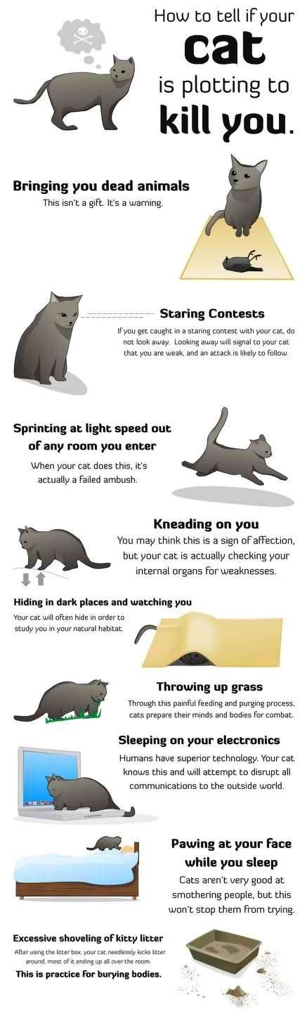 Double check your birth certificate or ask one of your parents if you. 9 Signs Your Cat is Plotting to Kill You