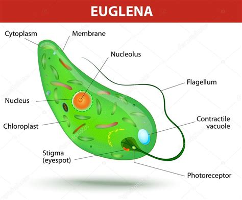 Euglena Flagellum Function