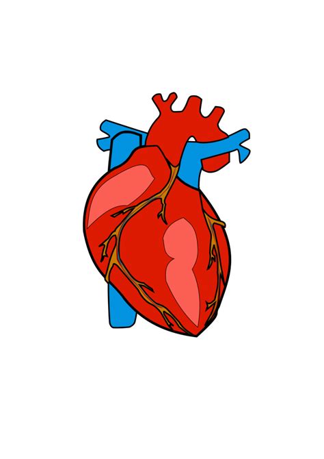 Human Heart Clip Art Png