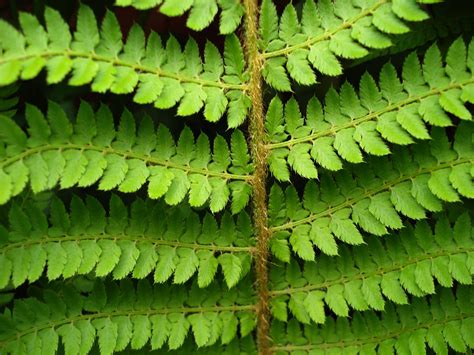 Rachis Wikipedia The Free Encyclopedia Fern Images Flower Images