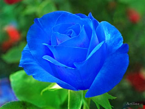 Blue Rose With Green Leaf Hd Wallpaper ~ Artline Feel The Creation