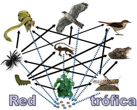 Biología flujo de energía en el ecosistema a partir a de la primera y