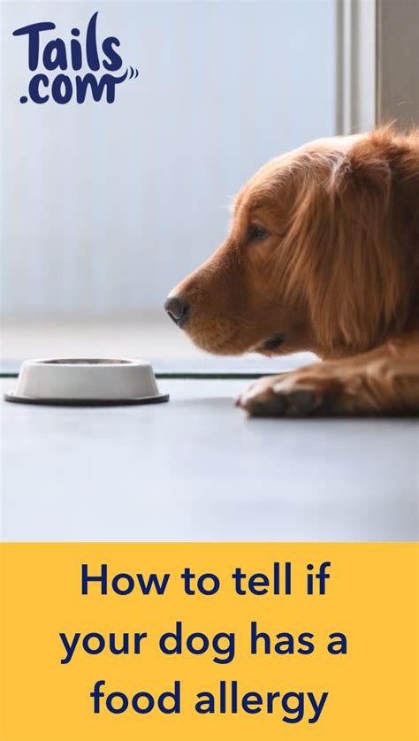 How To Tell If Your Dog Has A Food Allergy Dog Allergies Food