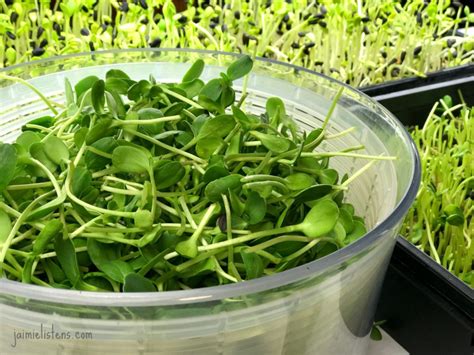 Grow Your Own Diy Sunflower Microgreens In 7 Easy Steps