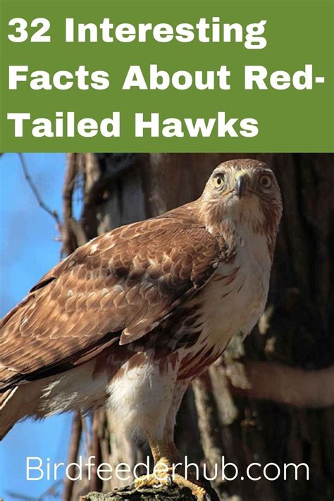 a hawk sitting on top of a tree branch with the words 32 interesting fact about red tailed hawks