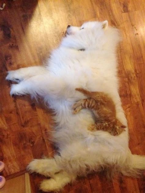 21 Cats Who Use Dogs As Pillows Bored Panda