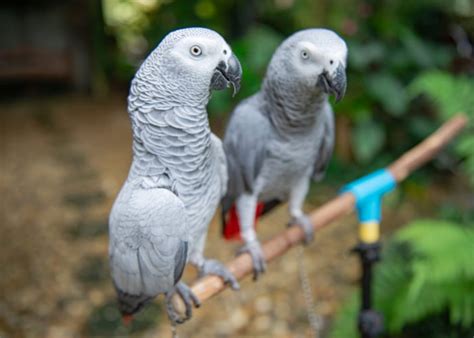 African Grey Parrot Everything You Need To Know About