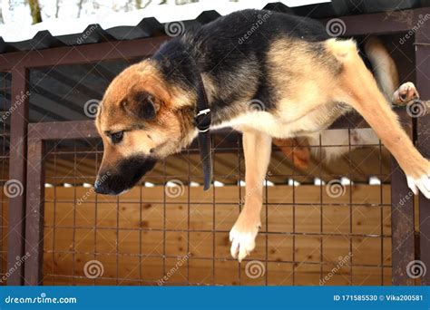 Purebred Dog In A Cage Dog Hanging On The Fence Shepherd Climbs Into