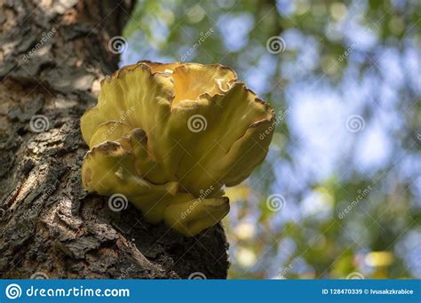 Laetiporus Sulphureus Mushroom On Prunus Wooden Trunk On Brown Bark