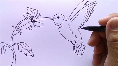 Sketsa Gambar Burung Terbang Mosi