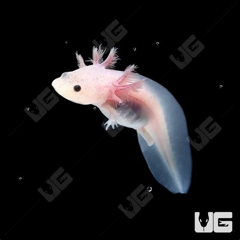 Leucistic Axolotls Ambystoma Mexicanum For Sale Underground Reptiles