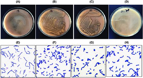 Four Lactobacillus Isolates Colony Morphology Lactobacillus Sakei