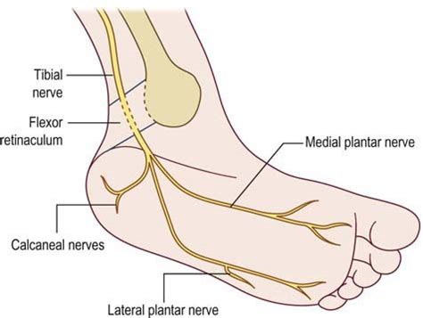 Tibial Nerve Course Motor Sensory Innervation How To Relief