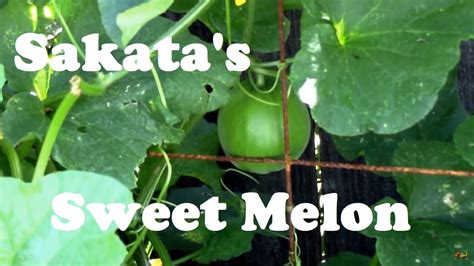 Growing Sakatas Sweet Melon From Seedling To Taste Test Youtube