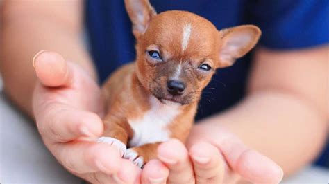 Chihuahua Puppies For Sale At Petsyoulike Youtube