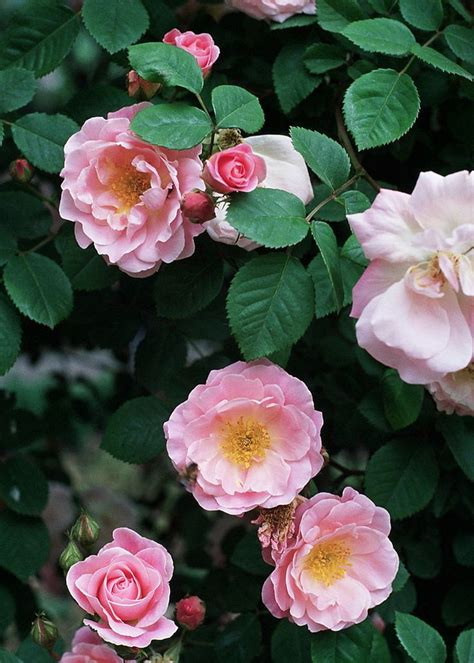 List Of Rose Cultivars Named After People Rose Rose Flower Best Roses